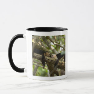 Costa Rica, zwei Affen, die auf dem Baum, liegend Tasse