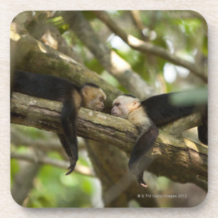 Costa Rica, zwei Affen, die auf dem Baum, liegend Untersetzer