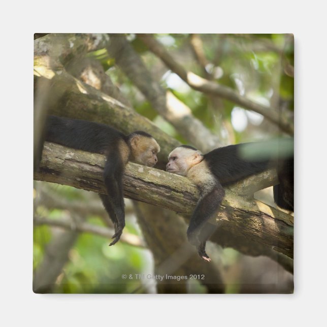 Costa Rica, zwei Affen, die auf einem Baum liegen Magnet (Vorne)