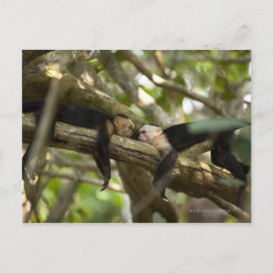 Costa Rica, zwei Affen, die auf einem Baum liegen Postkarte