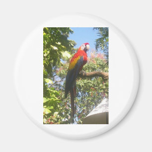 Costa RicaMacaw Magnet