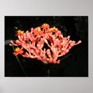 Costa Rican Blume Poster