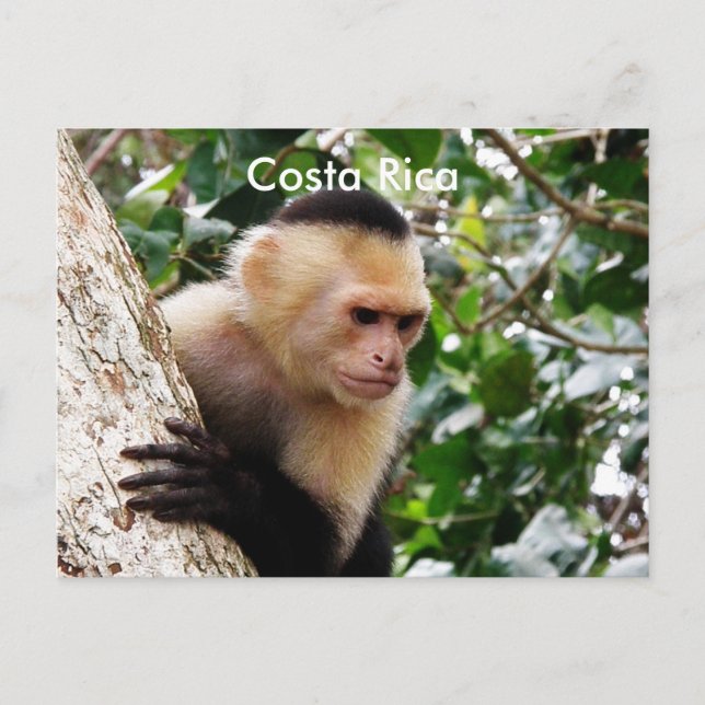 Costa-Ricaner Postkarte (Vorderseite)