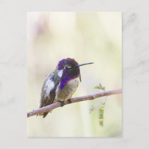 Costa's Hummingbird auf einem Zweig Postkarte