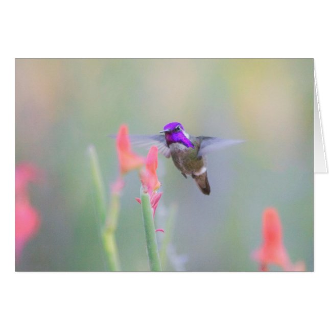 Costa's Hummingbird im Ansatz (Vorderseite (Horizontal))