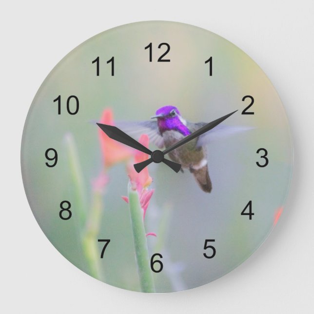 Costa's Hummingbird im Ansatz Große Wanduhr (Vorderseite)