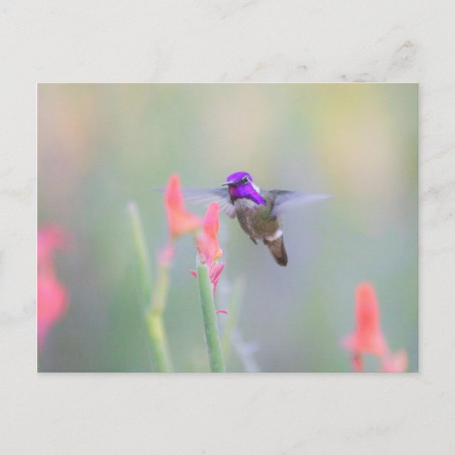 Costa's Hummingbird im Ansatz Postkarte (Vorderseite)