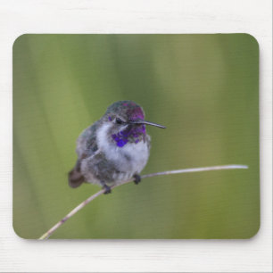 Costa's Hummingbird im August Mousepad