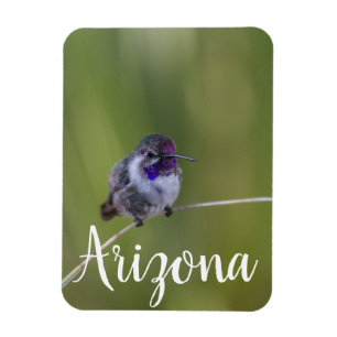 Costa's  Hummingbird in August light, Arizona Magnet