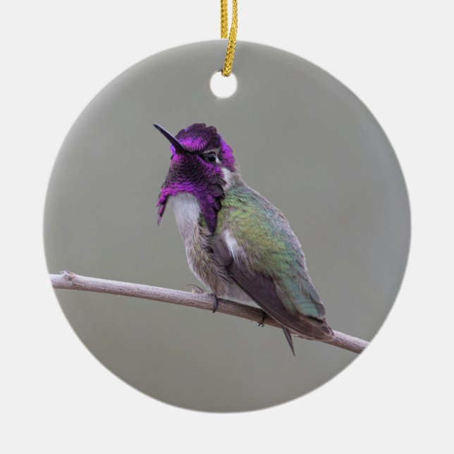 Costa's hummingbird keramik ornament (Vorne)