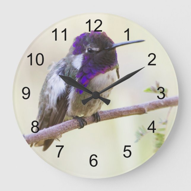 Costa's Hummingbird  Perched on a branch Große Wanduhr (Vorderseite)