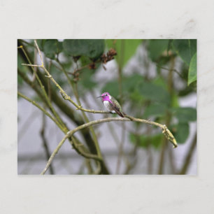 Costa's Hummingbird Postkarte
