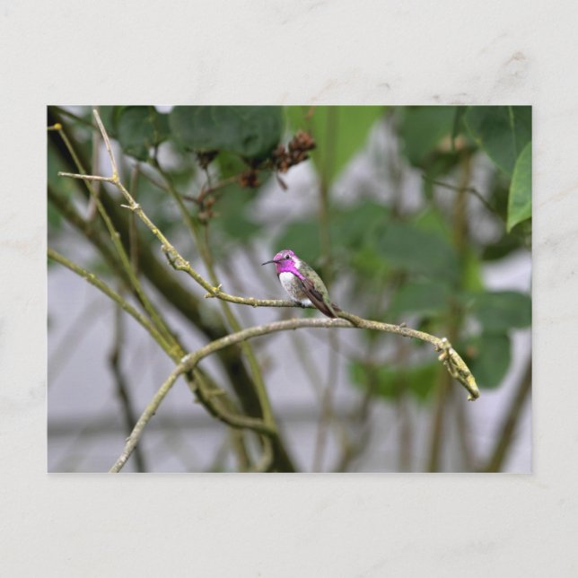 Costa's Hummingbird Postkarte (Vorderseite)