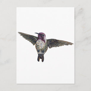 Costa's Hummingbird Postkarte