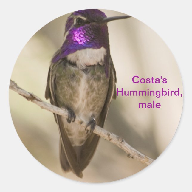 Costa's Hummingbird Runder Aufkleber (Vorderseite)