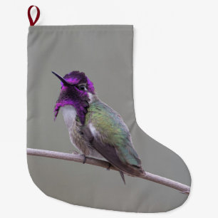Costa's Kolibri Großer Weihnachtsstrumpf
