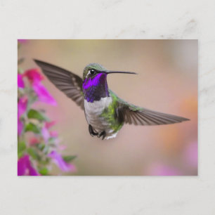 Costa's Kolibri im Flug Postkarte