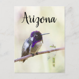 Costa's Kolibri liegt auf einem Zweig, Arizona Postkarte
