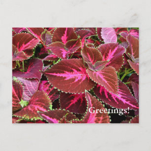 Coteus Postcard Postkarte
