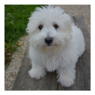 Coton de tulear auf Bank Poster