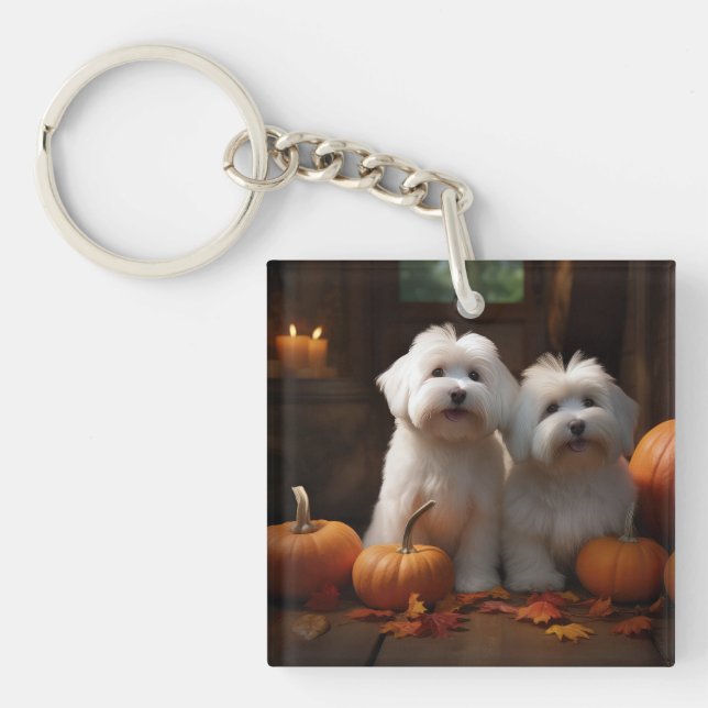 Coton De Tulear Chiot Automne Citrouille délice (Devant)