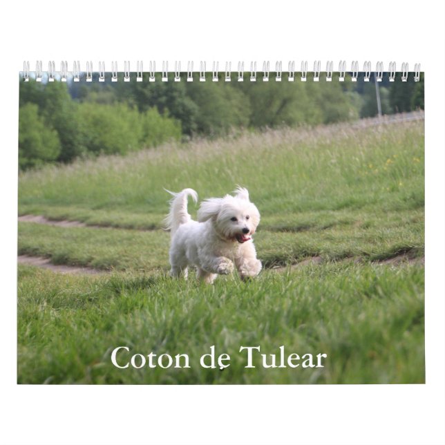 Coton de Tulear Dog Calendar Kalender (Titelbild)