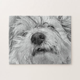 Coton de Tulear Hund