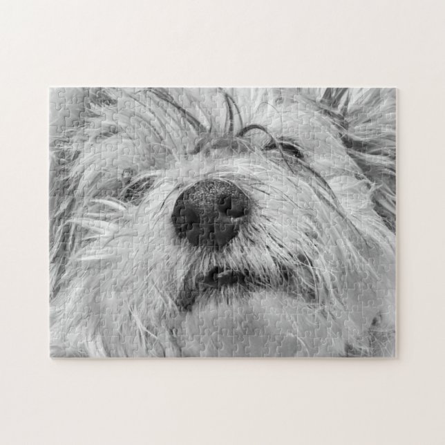 Coton de Tulear Hund (Horizontal)