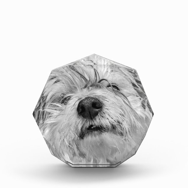 Coton de Tulear Hund Fotoblock (Vorderseite)