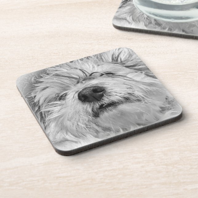 Coton de Tulear Hund Getränkeuntersetzer (Linke Seite)