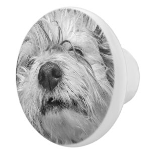 Coton de Tulear Hund Keramikknauf