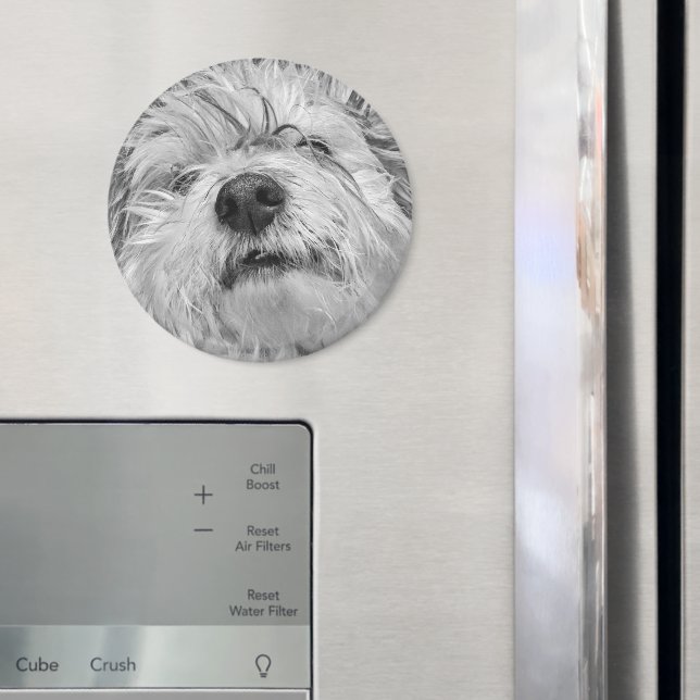 Coton de Tulear Hund Magnet (In Situ (Kühlschrank))
