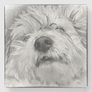 Coton de Tulear Hund Steinuntersetzer