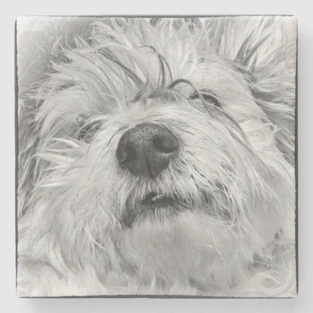 Coton de Tulear Hund Steinuntersetzer (Vorderseite)