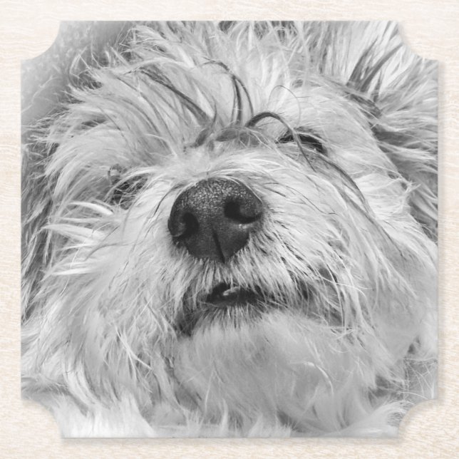 Coton de Tulear Hund Untersetzer (Vorderseite)