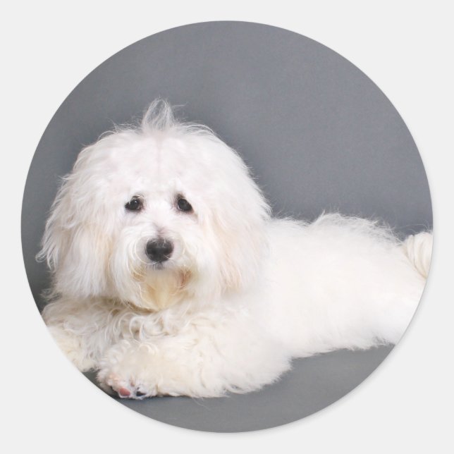 Coton de Tulear - Joci Runder Aufkleber (Vorderseite)