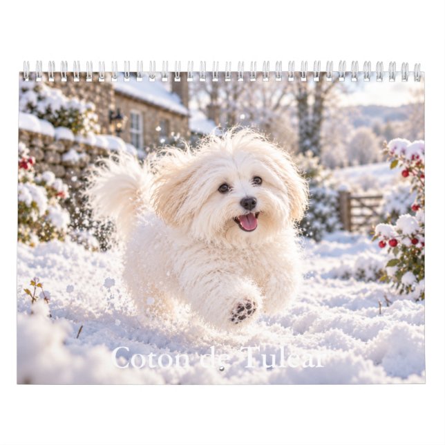 Coton de Tulear Kalender (Titelbild)