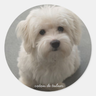 Coton de Tulear Runder Aufkleber
