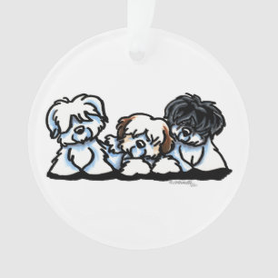 Coton De Tulear Trio