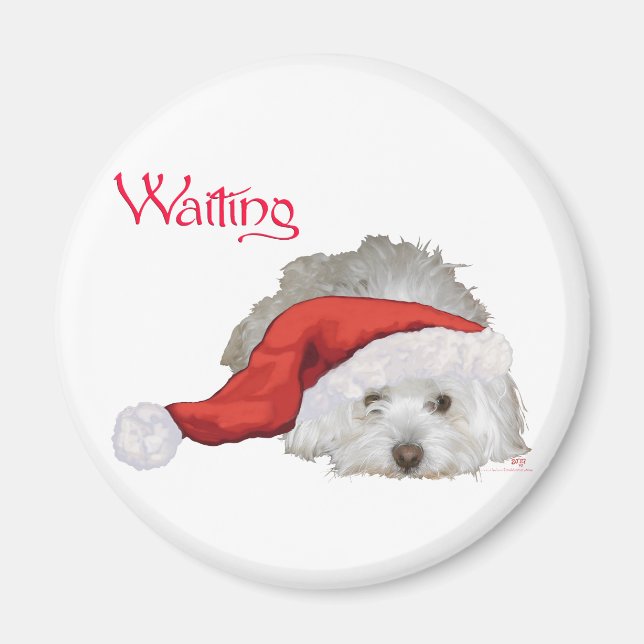 Coton de Tulear - Wartend Magnet (Vorne)