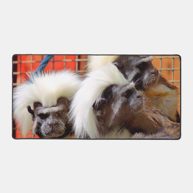 COTON - TOP TAMARIN SINGES (Recto)