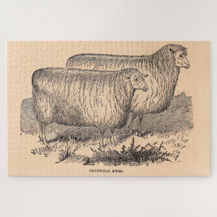 Cotswold ewes print aus dem 19. Jahrhundert