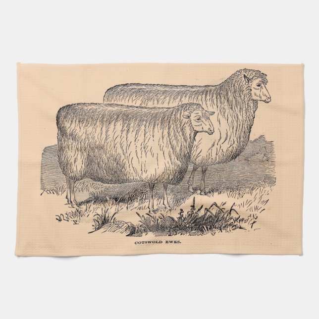 Cotswold ewes print aus dem 19. Jahrhundert Geschirrtuch (Horizontal)