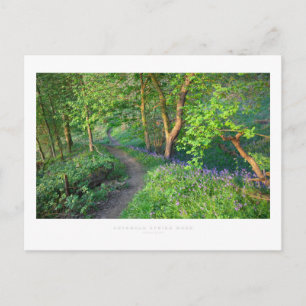 Cotswold Spring Wood Postkarte