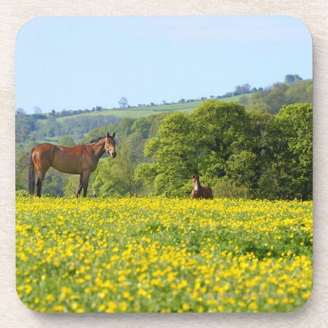 Cotswolds, Großbritannien Untersetzer (Vorderseite)