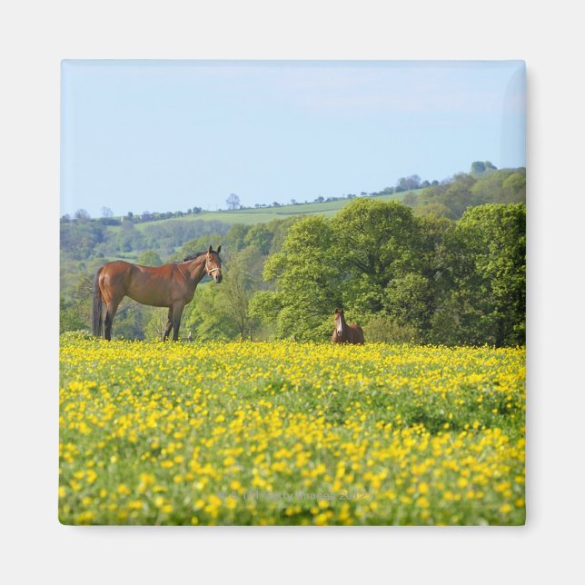 Cotswolds, UK Magnet (Vorne)