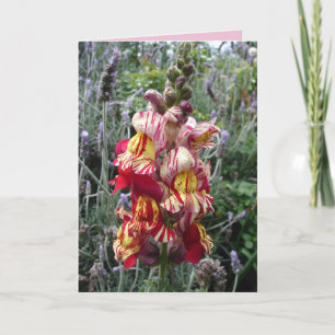 Cottage Garden Striped Red Snapdragon carte floral