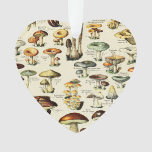 Cottagecore Champignons Naturaliste Vintage