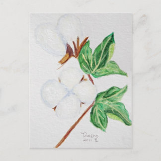 Cotton Boll Botanische Postkarte Weiß