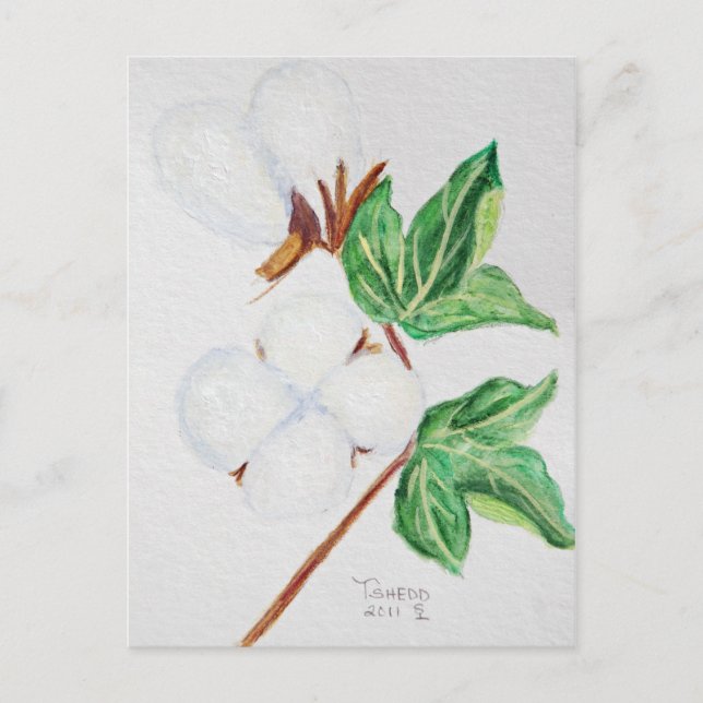 Cotton Boll Botanische Postkarte Weiß (Vorderseite)